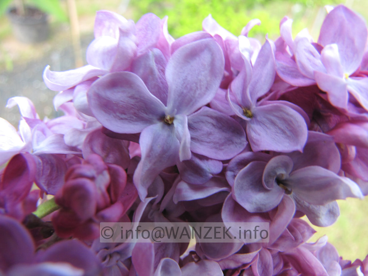 Syringa vulgaris Paul Deschanel 03.JPG